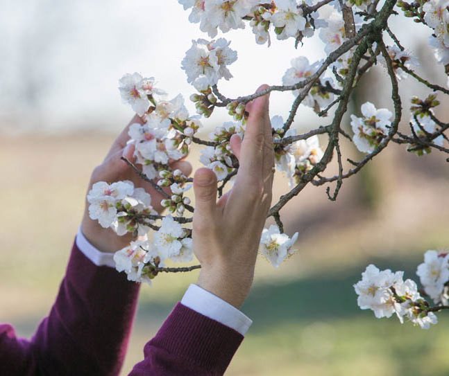 Fiori di albero da frutto - solo frutta italiana raccolta a mano