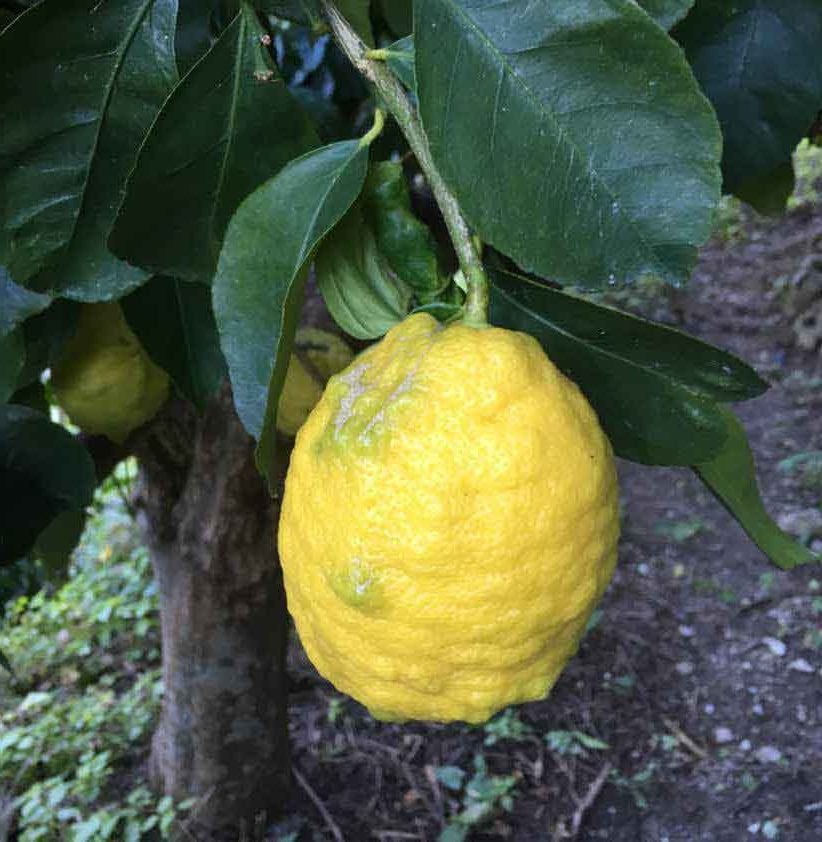 solo frutta italiana raccolta a mano