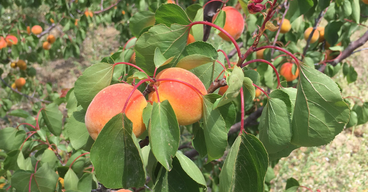 Frutta su un ramo